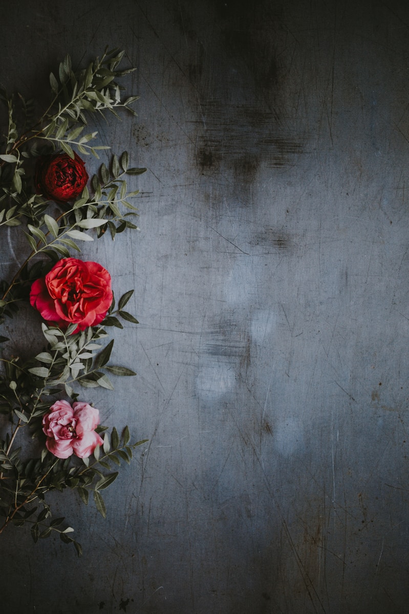 shallow focus photography of red and pink roses